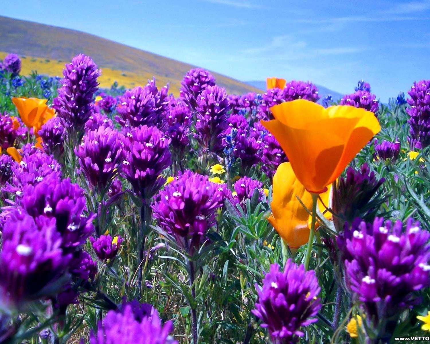 Цветя на планинска поляна онлайн пъзел