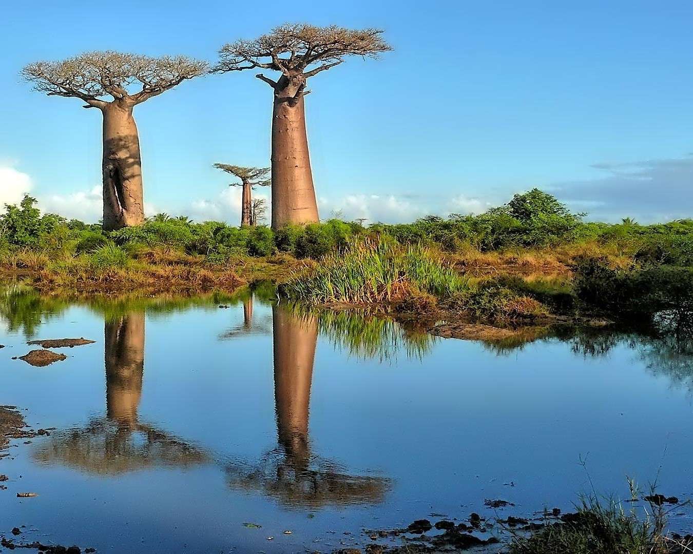 Baobab i savannen pussel på nätet