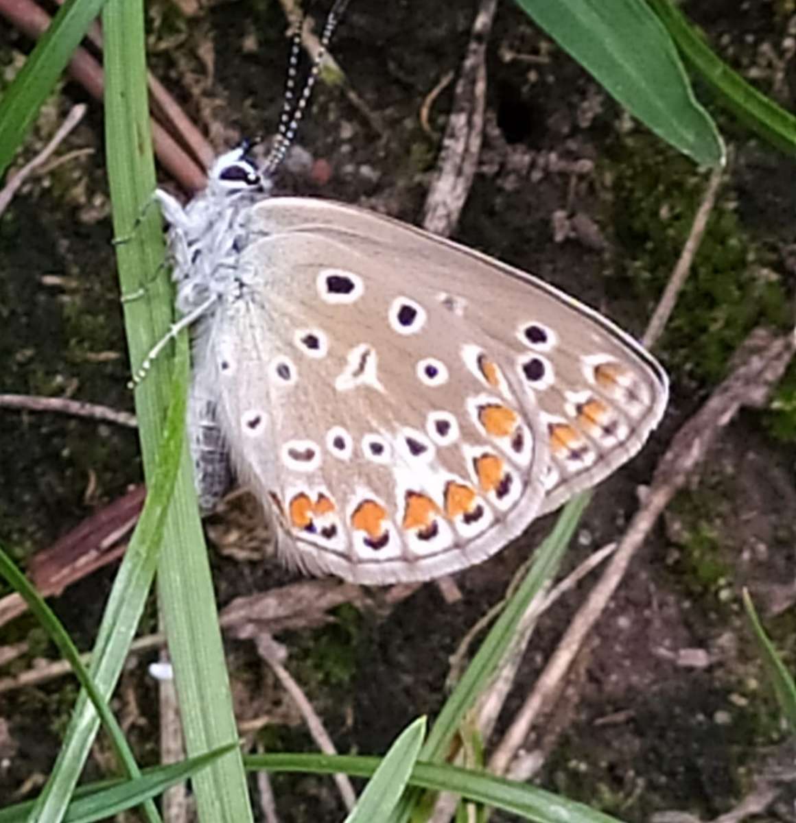 motýl na trávě skládačky online