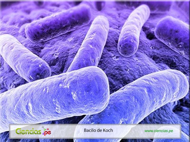 Koch's bacillus online puzzle