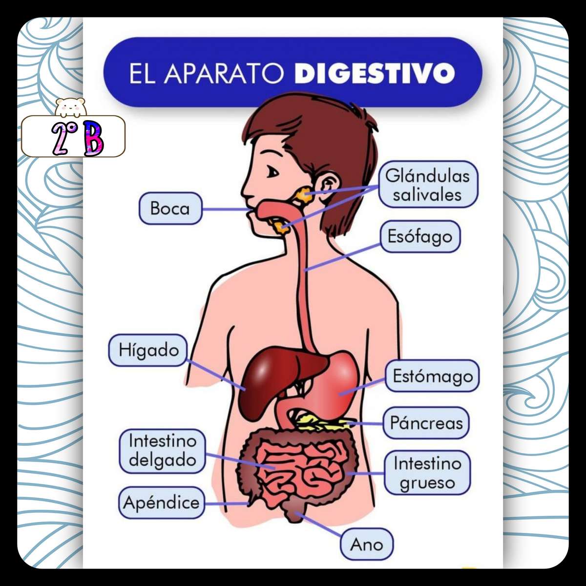 Sistem digestiv puzzle online