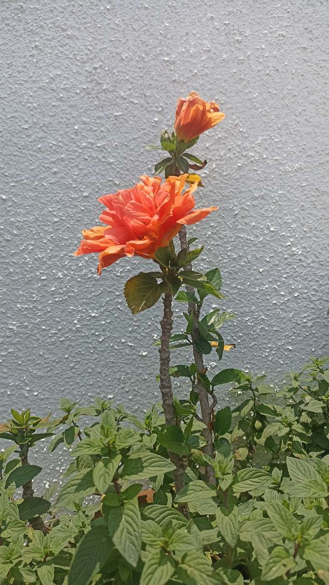 Flor en maceta rompecabezas en línea