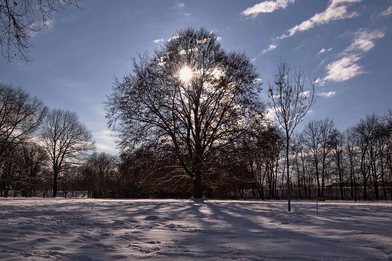 Широколистно дърво, зима онлайн пъзел