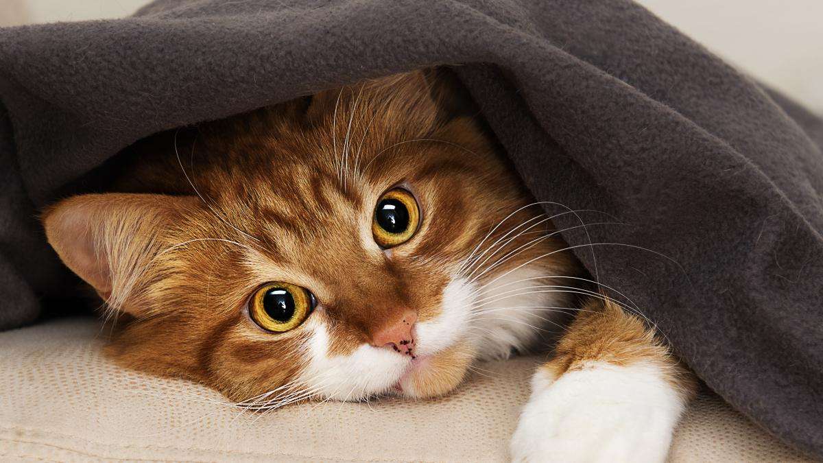 Ένα γατάκι κάτω από μια κουβέρτα παζλ online