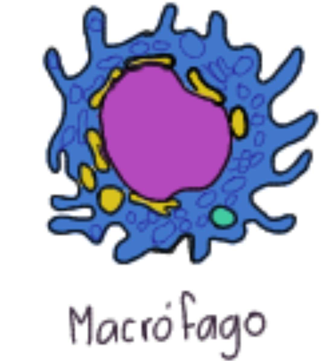 macrófago quebra-cabeças online