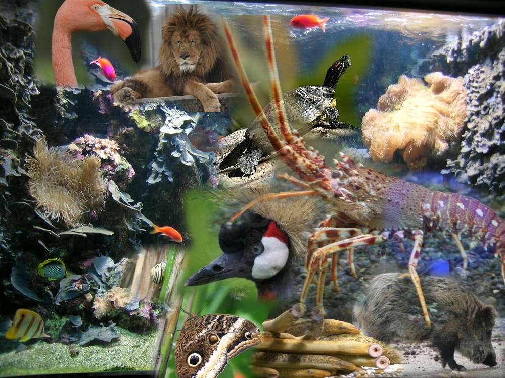 BIODIVERSITY online puzzle