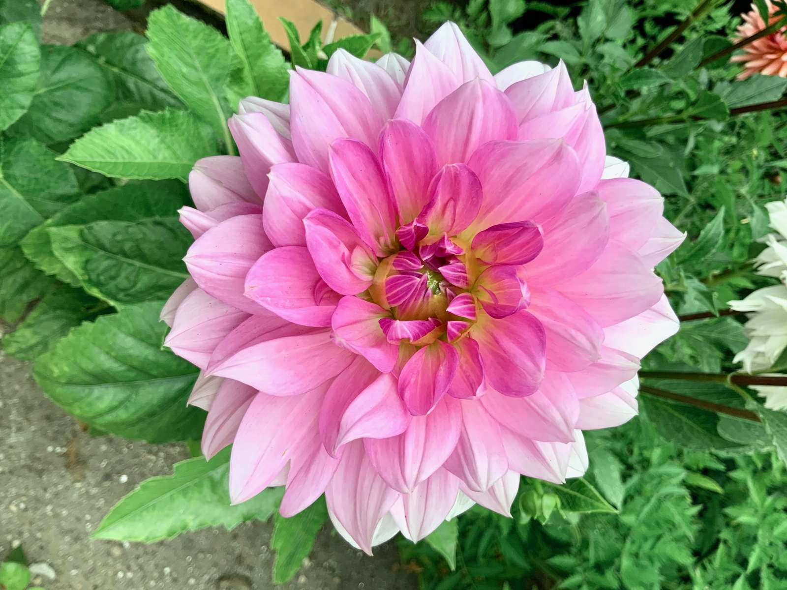 vacker dahlia pussel på nätet