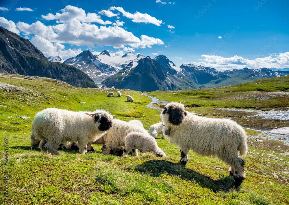 πρόβατα στο Ζερμάτ παζλ online