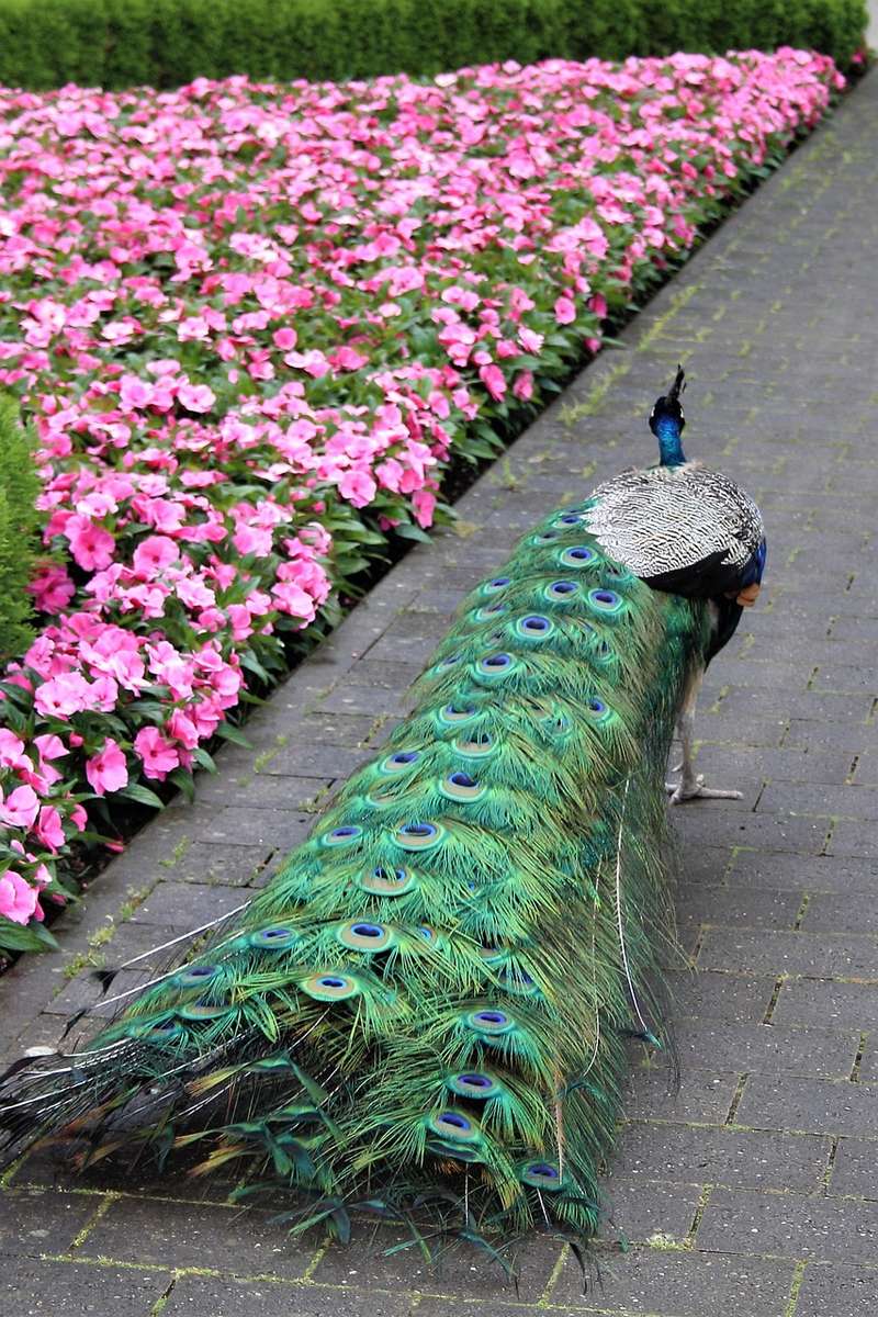 Pavão no parque quebra-cabeças online