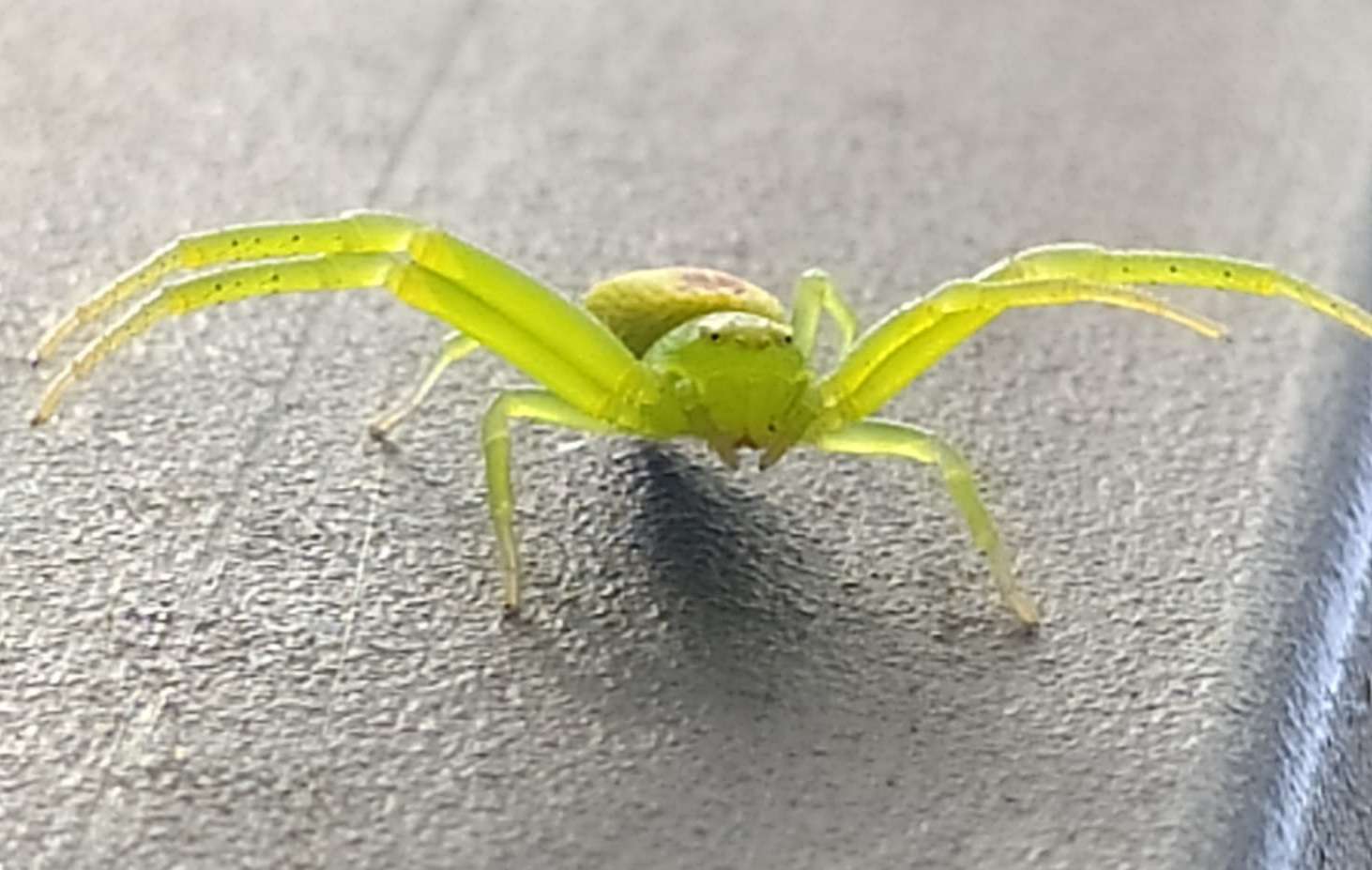 grön spindeldjur Pussel online
