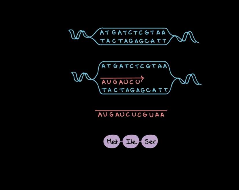 biologia puzzle online