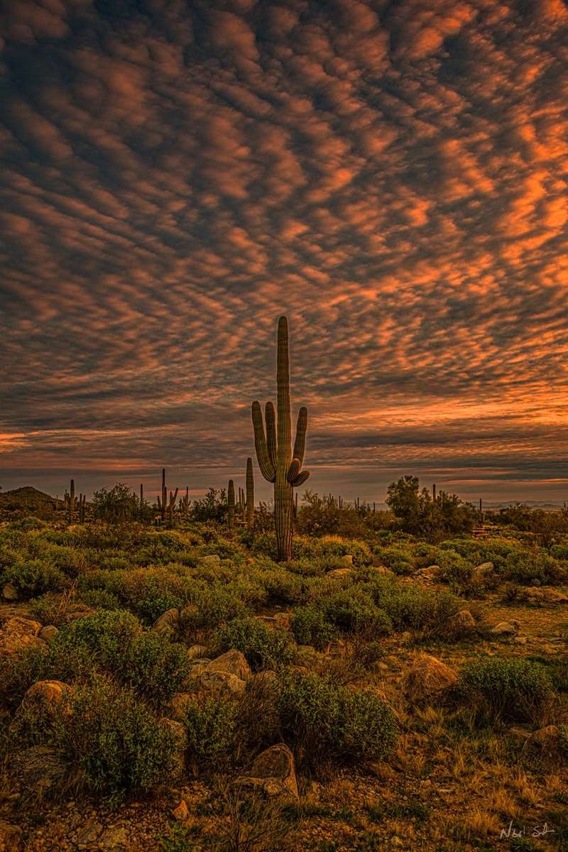 cactsl at sunset in the desert jigsaw puzzle online