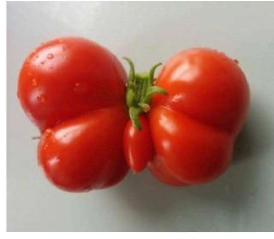 borboleta de tomate puzzle online