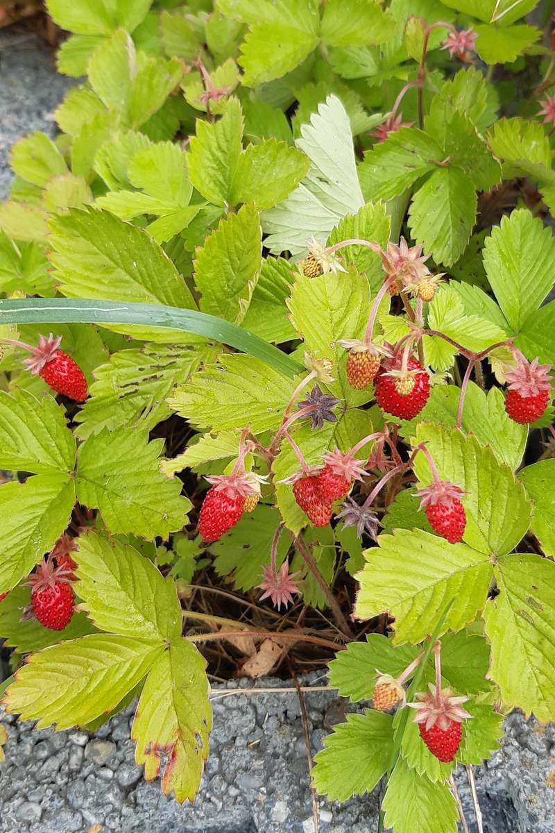 fresas con hojas en una olla rompecabezas en línea