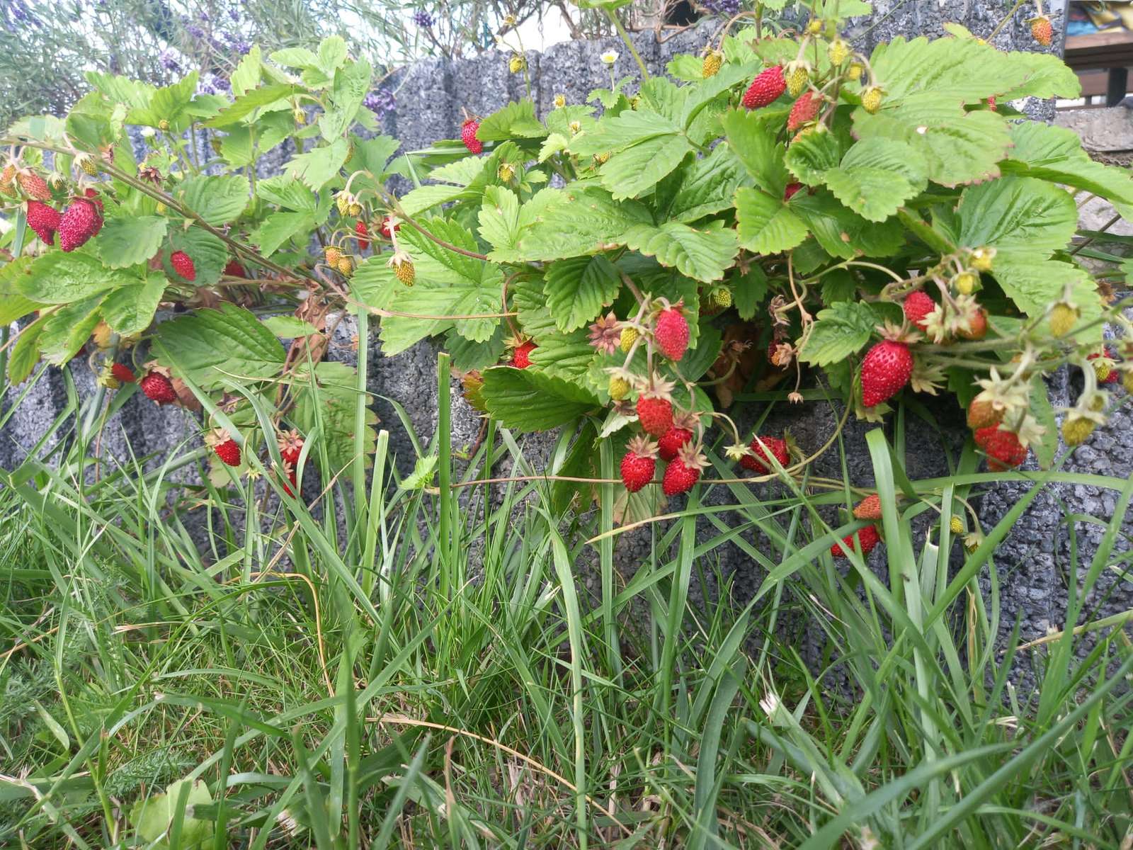 Erdbeeren im Gras Puzzlespiel online