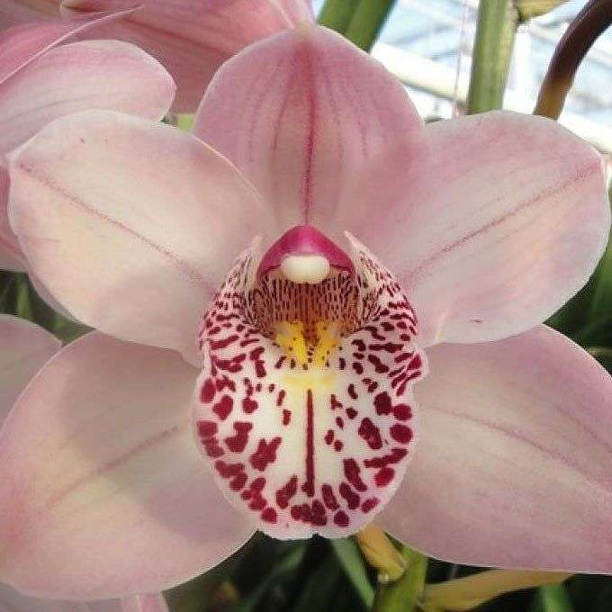 Pink orchid online puzzle