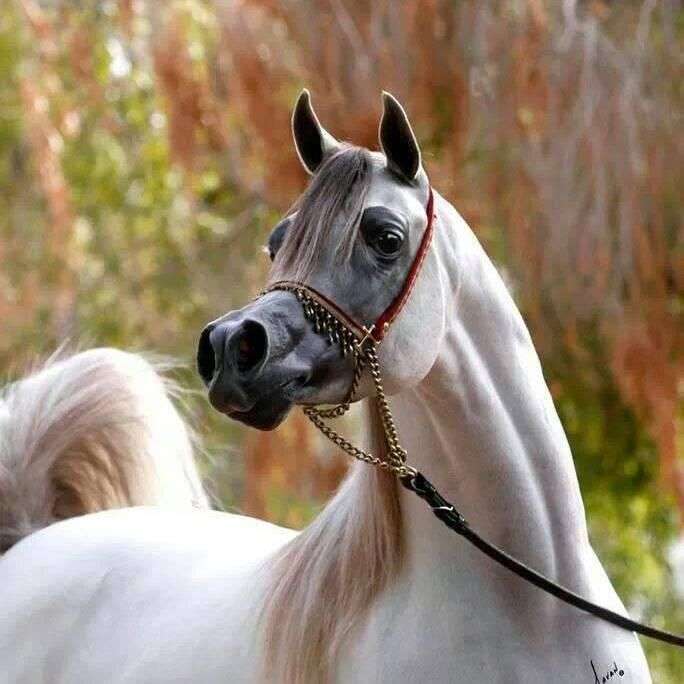 Арабская лошадь пазл онлайн