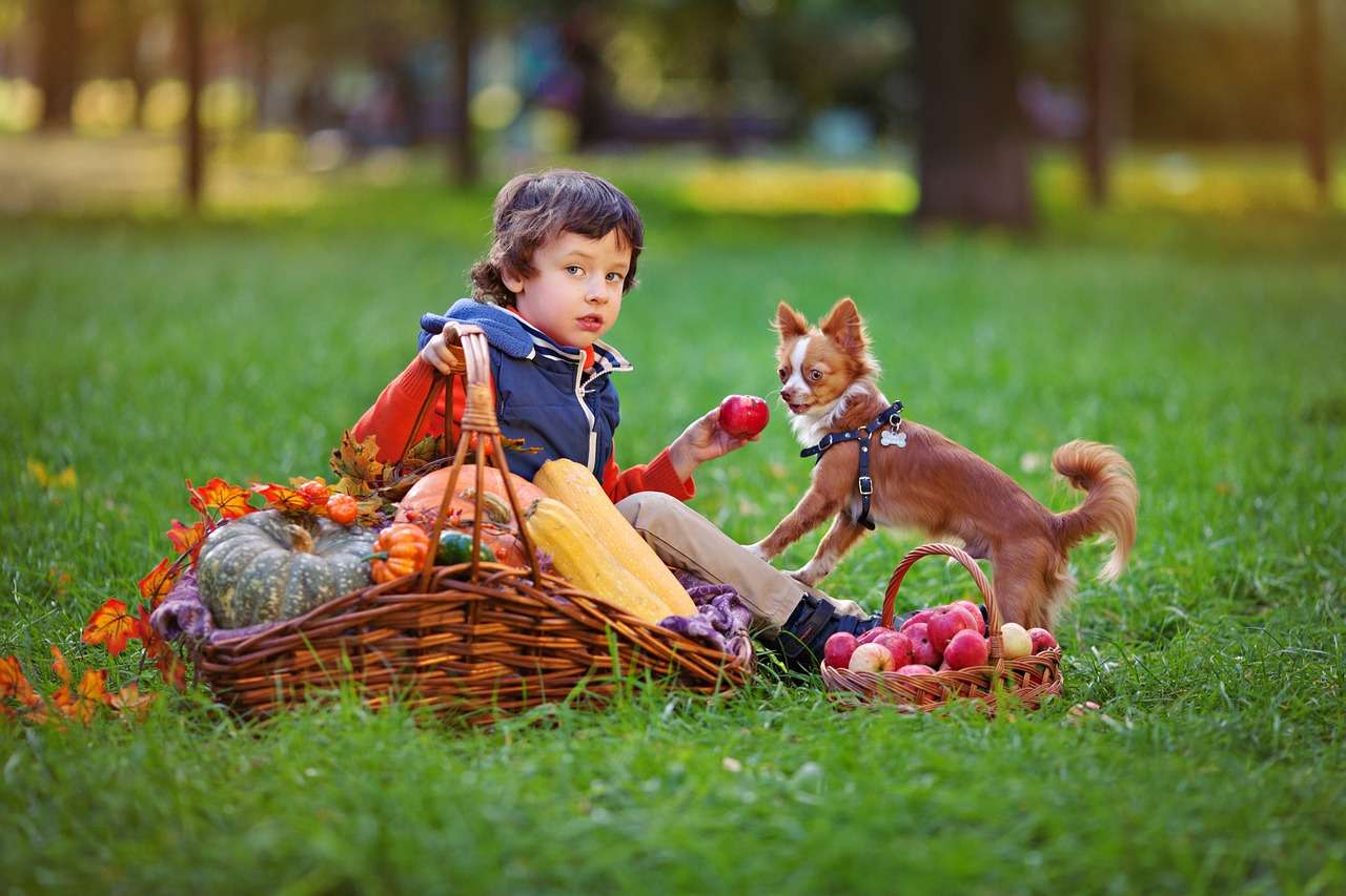 Un niño con un perro en el prado. rompecabezas en línea