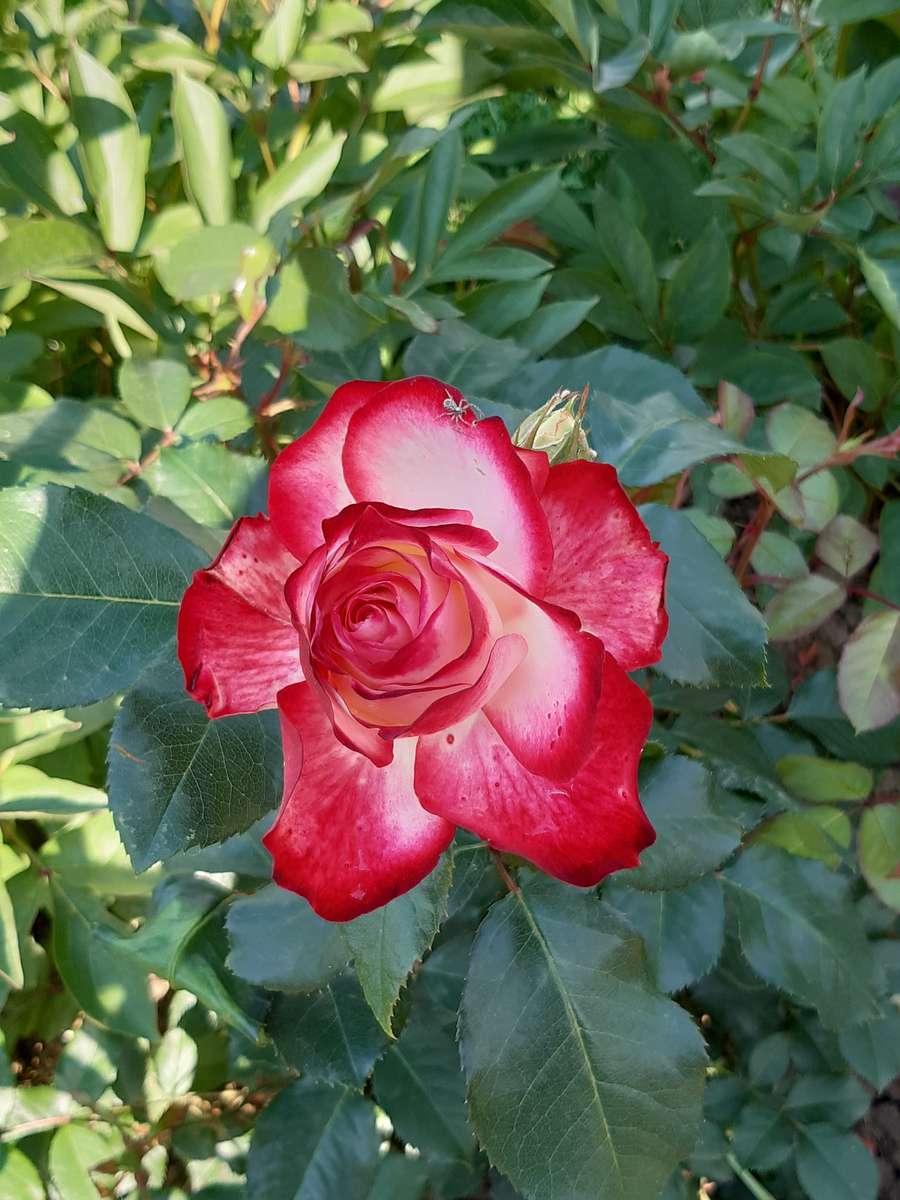 лилава роза онлайн пъзел