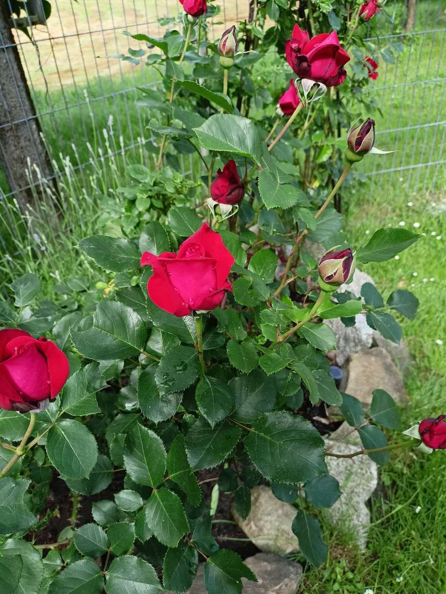 kvetoucí růže skládačky online