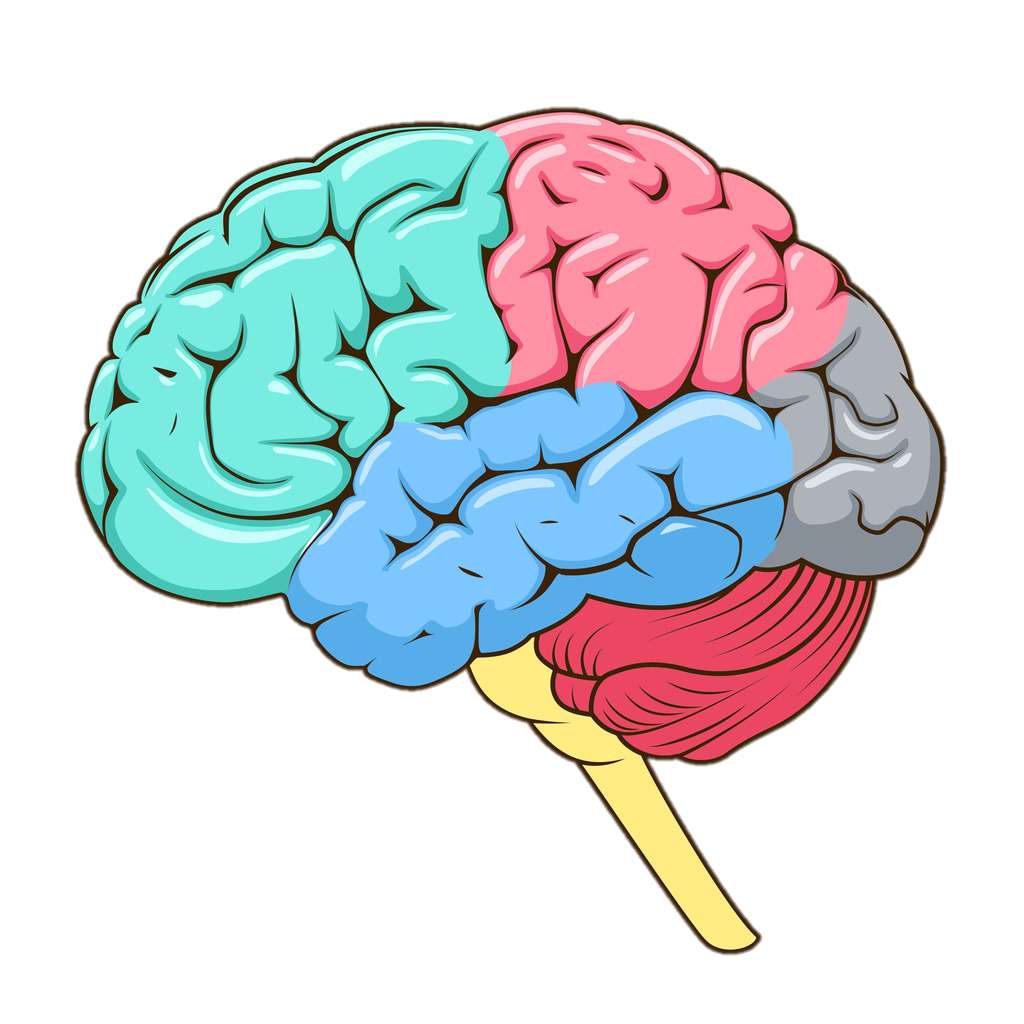 brain lobes online puzzle