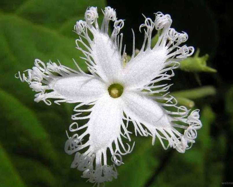 λευκό λουλούδι παζλ online