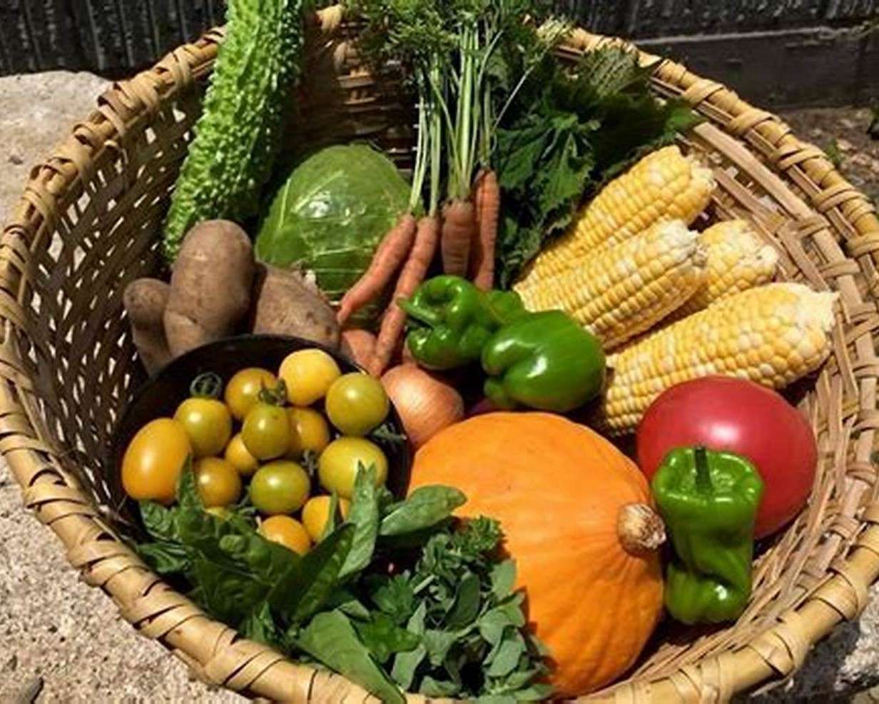 Harvest vegetables from the garden in a basket jigsaw puzzle online