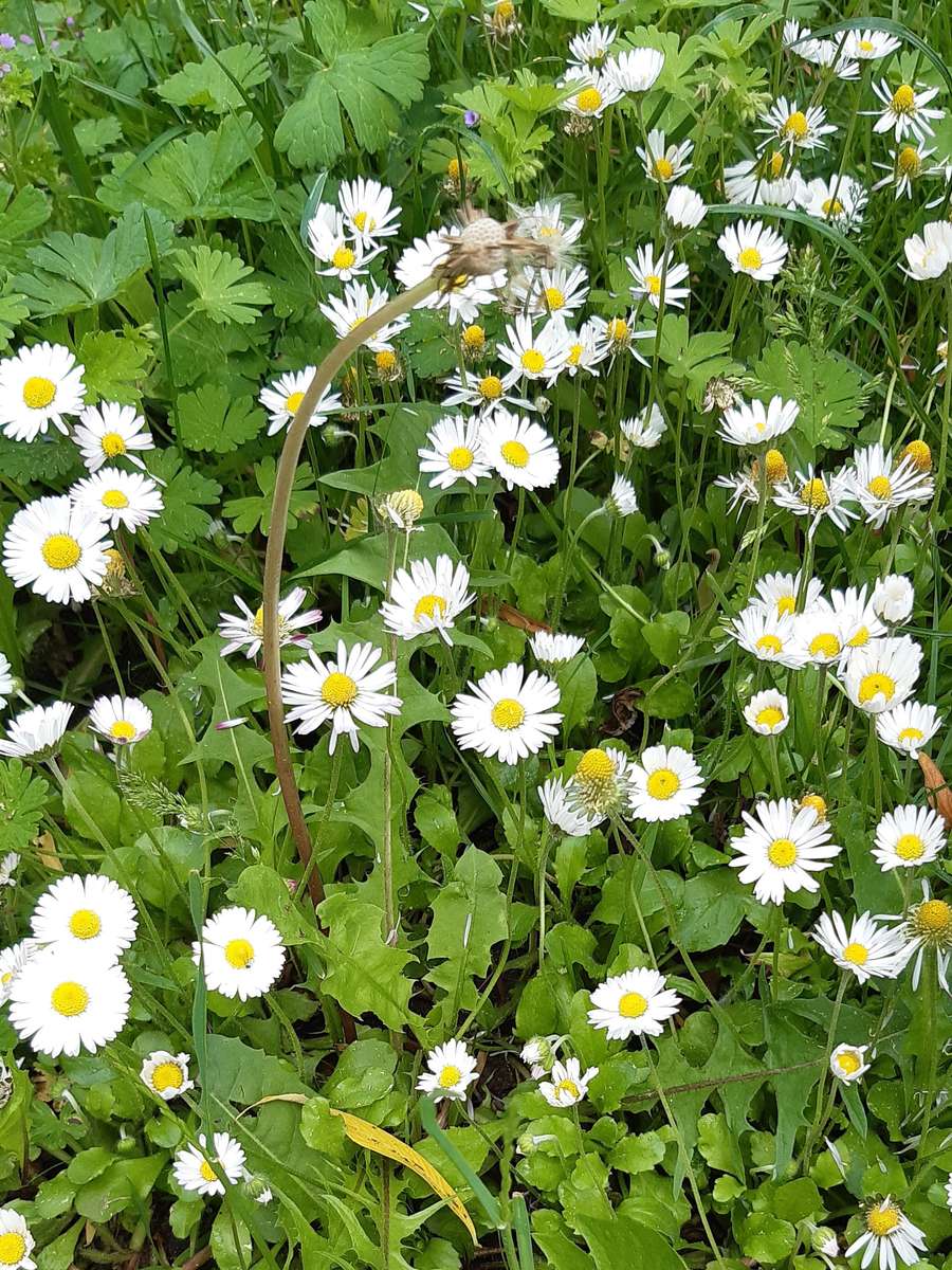 meadow full of daisies online puzzle