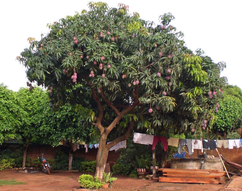 Biologia: albero di mango puzzle online
