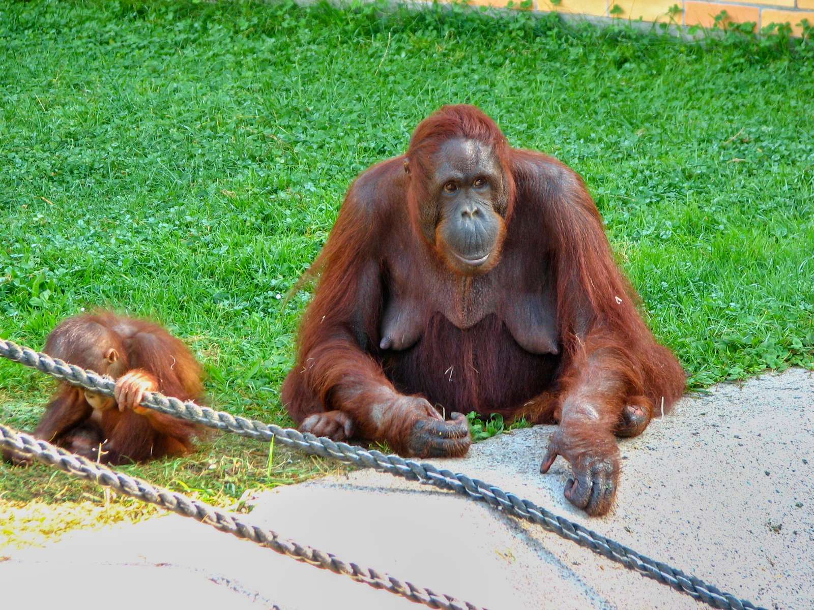 orangután rompecabezas en línea