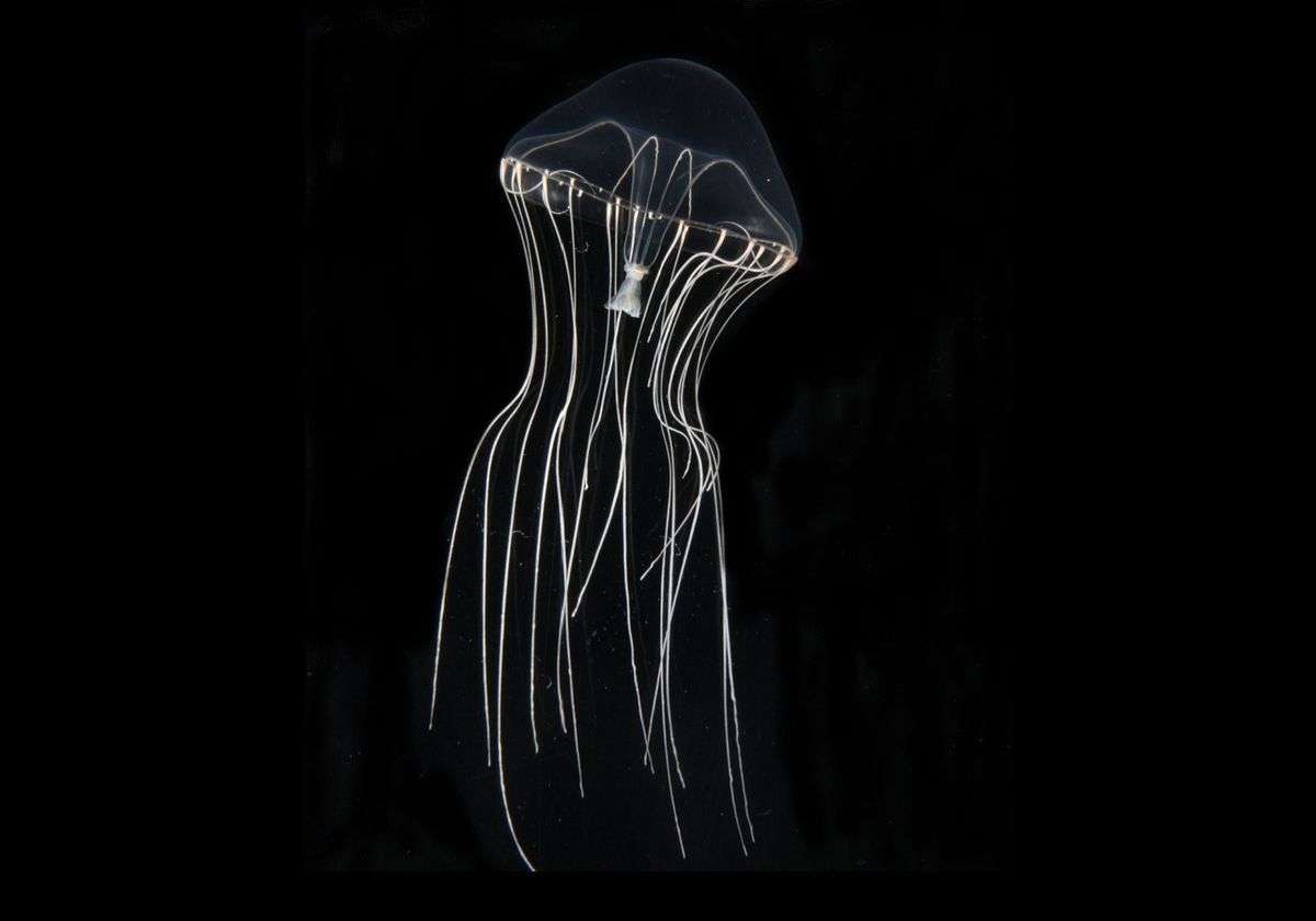 медуза онлайн пъзел