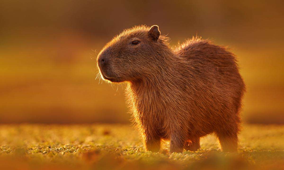 capibara online puzzel
