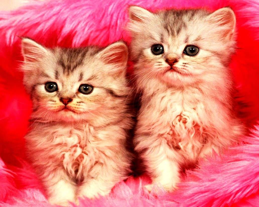 Twee kleine katten online puzzel