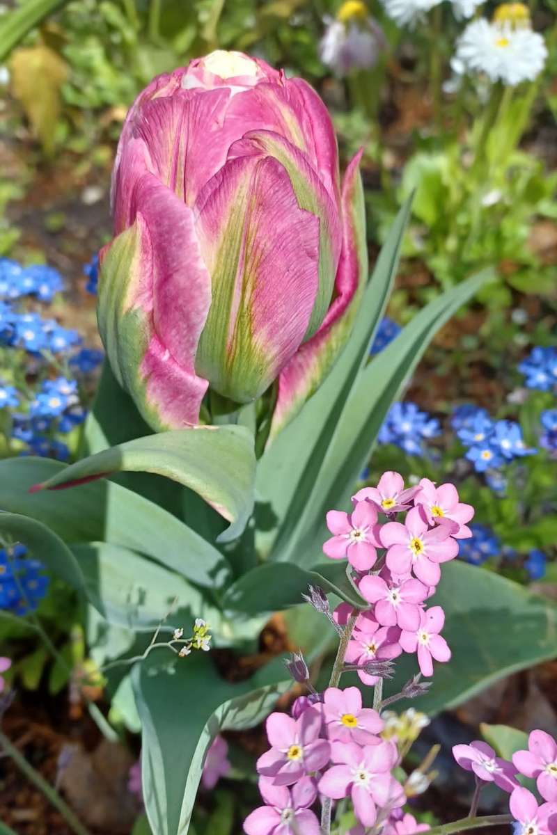 tulipán en acianos rompecabezas en línea