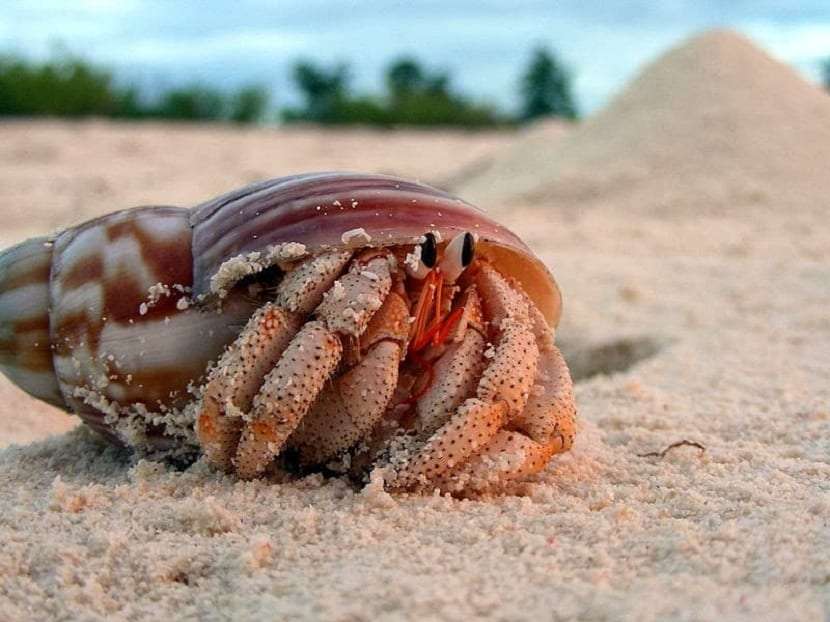 el mar es una vida hermosa rompecabezas en línea