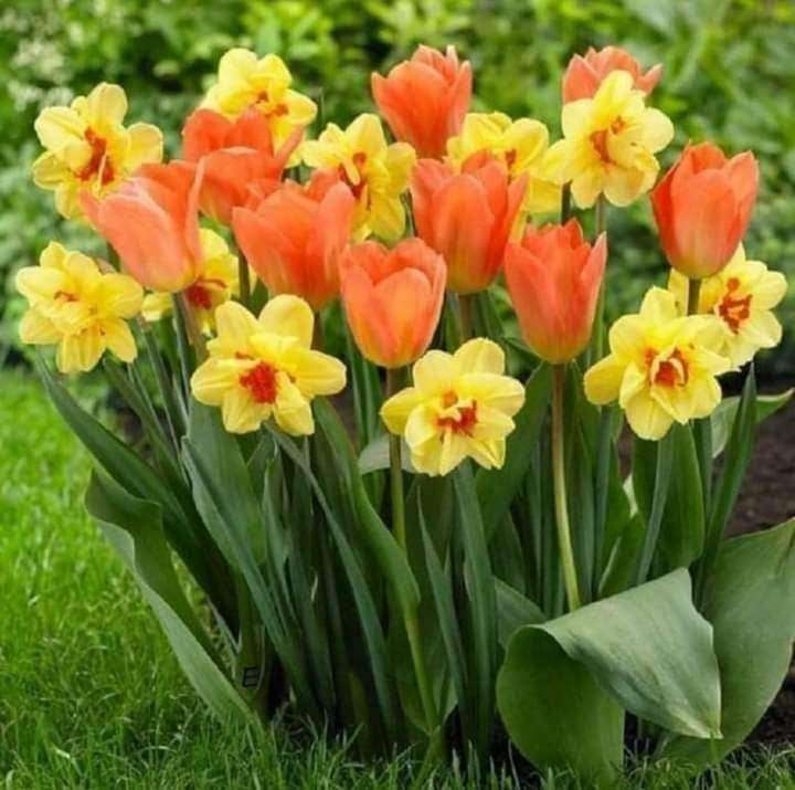 tulips and daffodils online puzzle