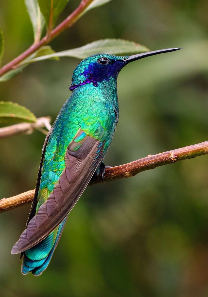 kolibri. drömmare pussel på nätet