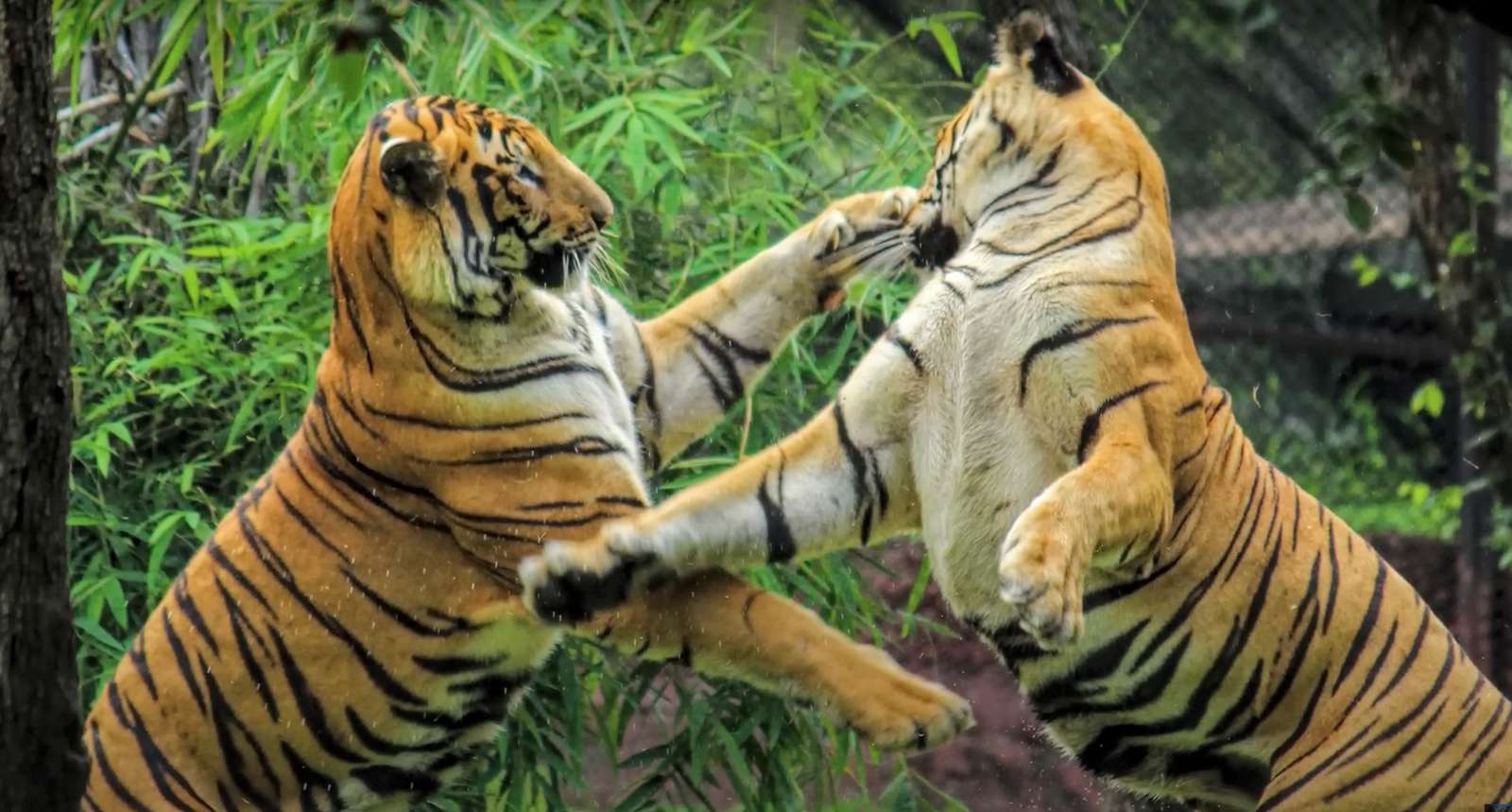 Tigres de Sibérie en action puzzle en ligne