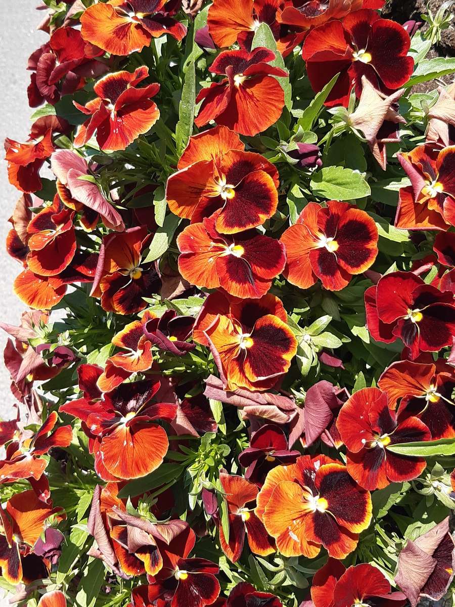 red pansies on the border jigsaw puzzle online