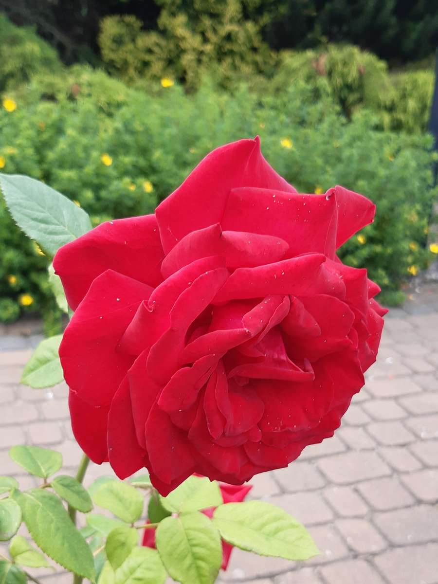 большая красная роза онлайн-пазл