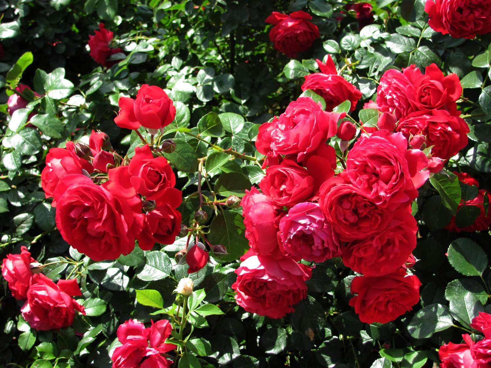 Рози в градината онлайн пъзел