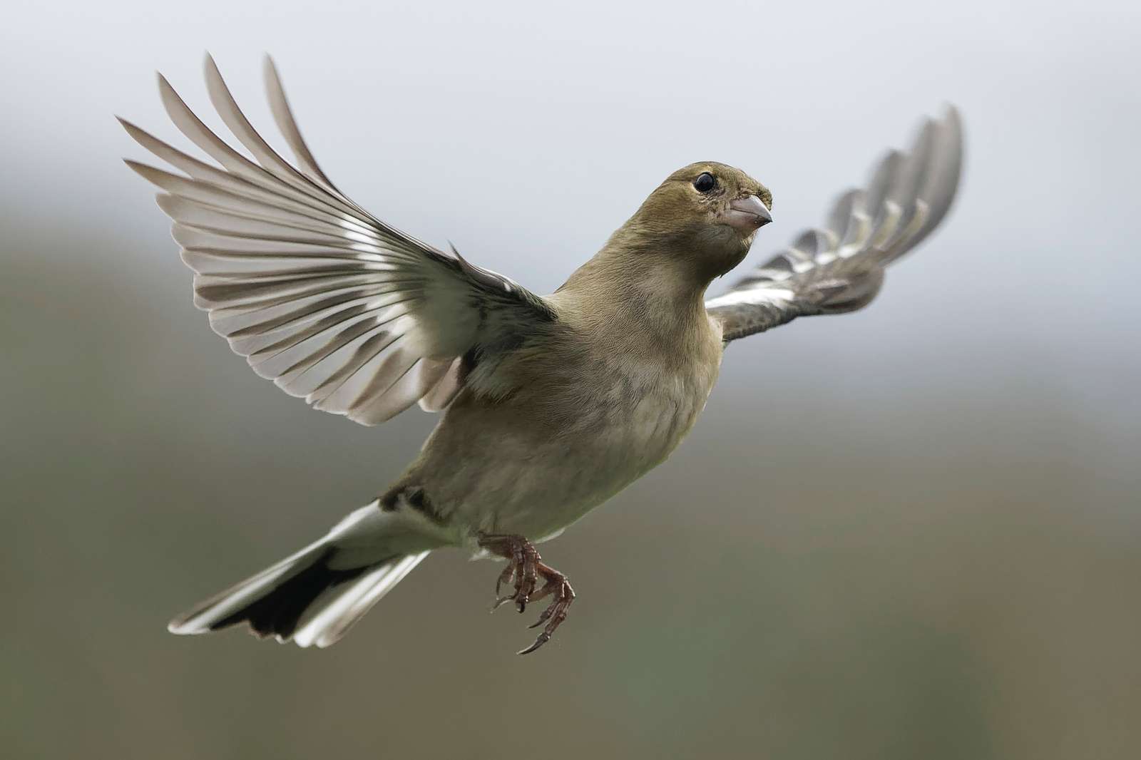 летяща птица онлайн пъзел