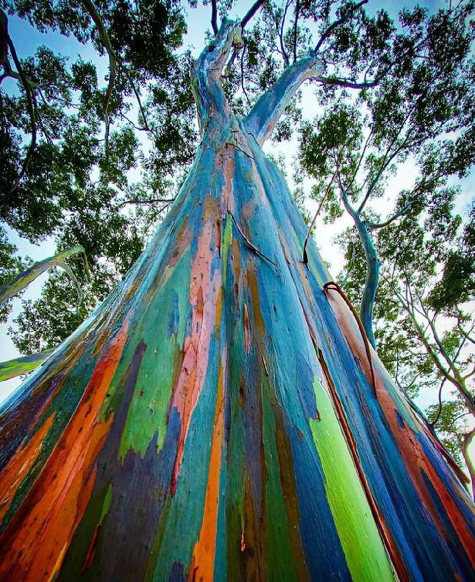 Eucalyptus arc-en-ciel puzzle en ligne