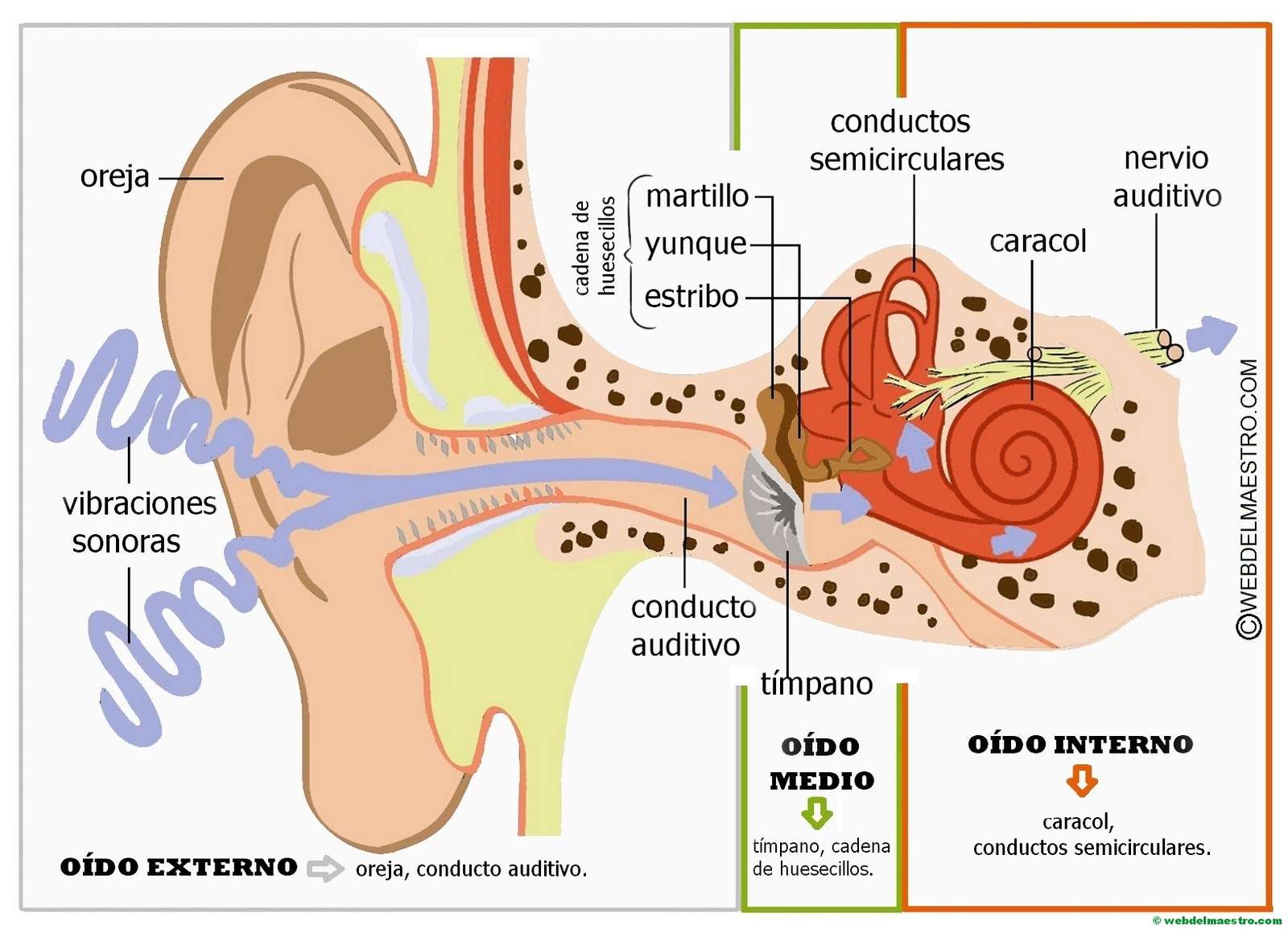 inner part of the ear jigsaw puzzle online