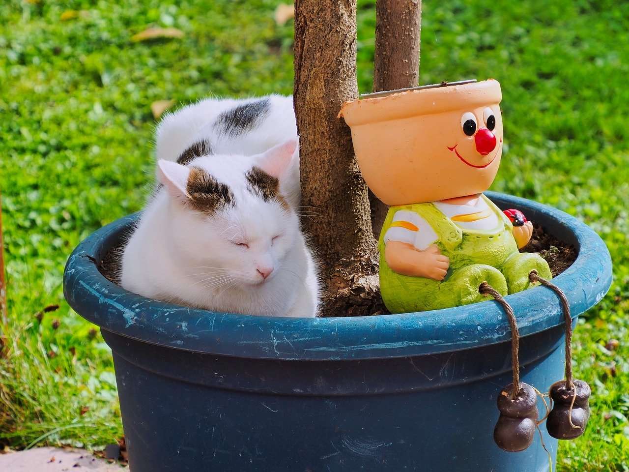 Gatito en una olla rompecabezas en línea