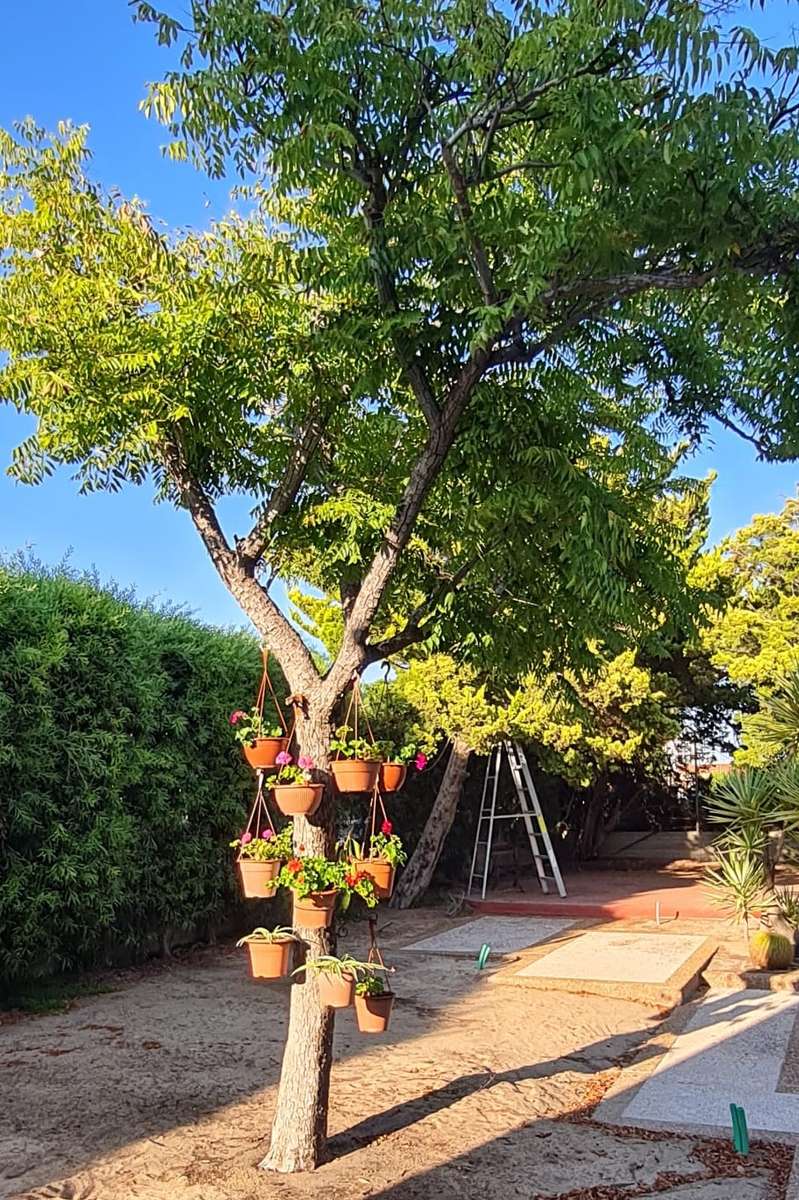дерево на солнце и подвесные горшки онлайн-пазл
