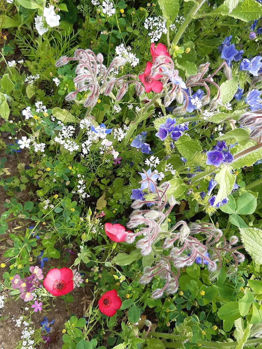 Blumensturm in seiner ganzen Pracht Puzzlespiel online