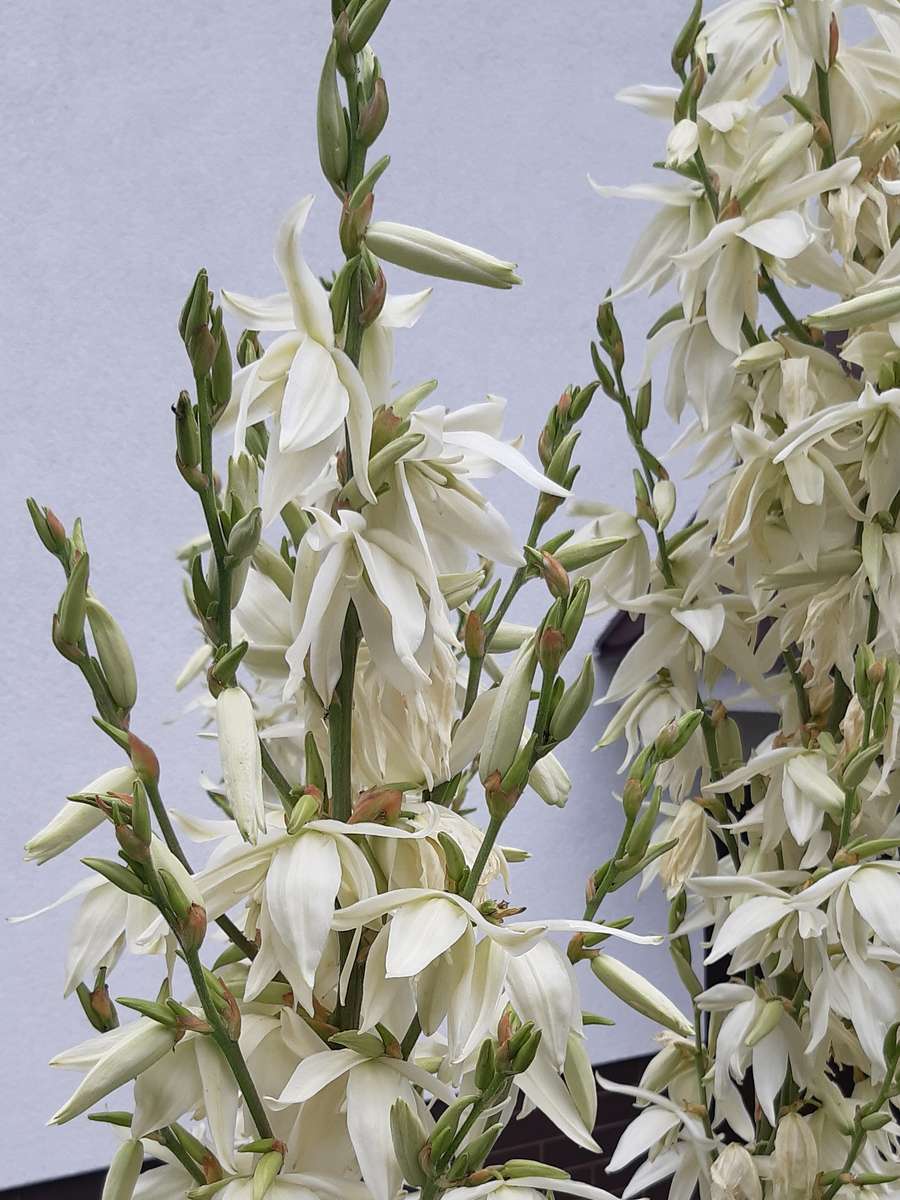 yucca in fiore nel giardino puzzle online