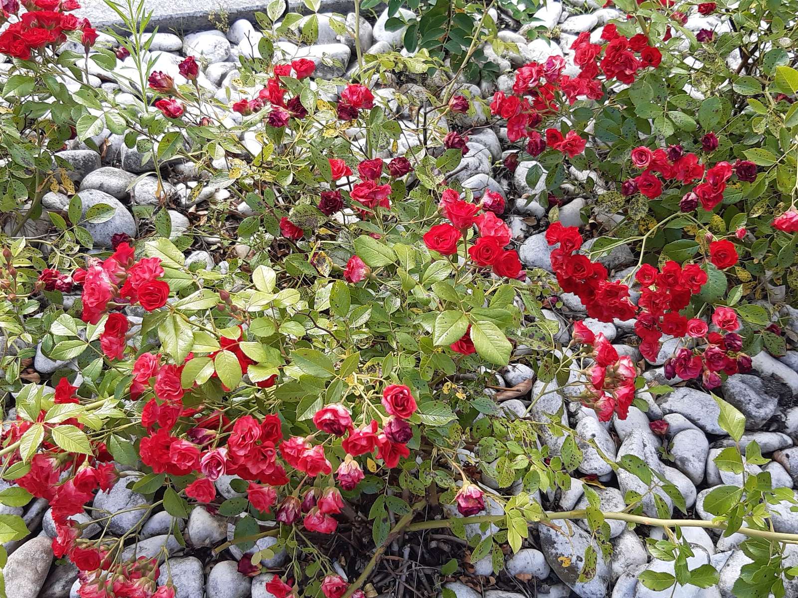 Büsche voller blühender Rosen Puzzlespiel online