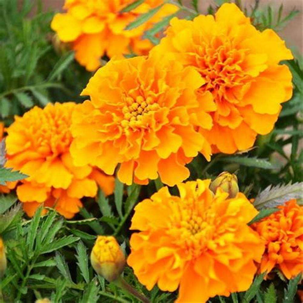 Reducere Tagetes jigsaw puzzle online